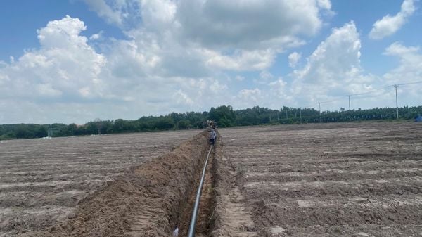 Hệ thống tưới cho cây ớt Năng suất cao