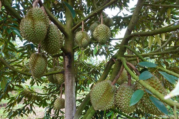 Hệ Thống Tưới Phun Mưa Sầu Riêng Đồi Dốc: Chọn Béc GAT 2002 PC