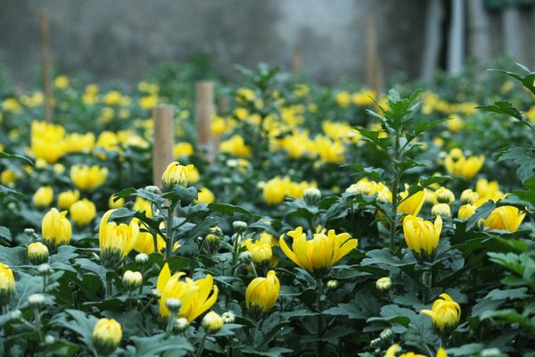 Hệ thống tưới cho cây hoa cúc năng suất, bông to