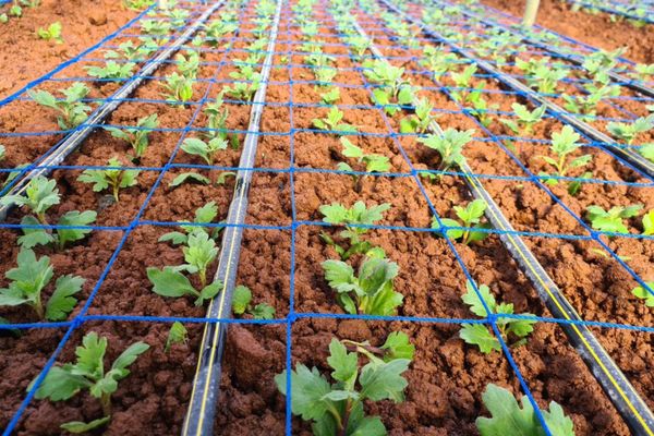 Hệ thống tưới cho cây hoa cúc năng suất, bông to