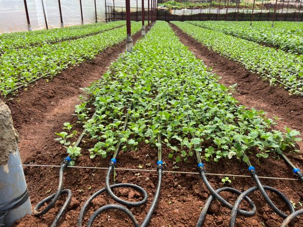 Hệ thống tưới cho cây hoa cúc năng suất, bông to