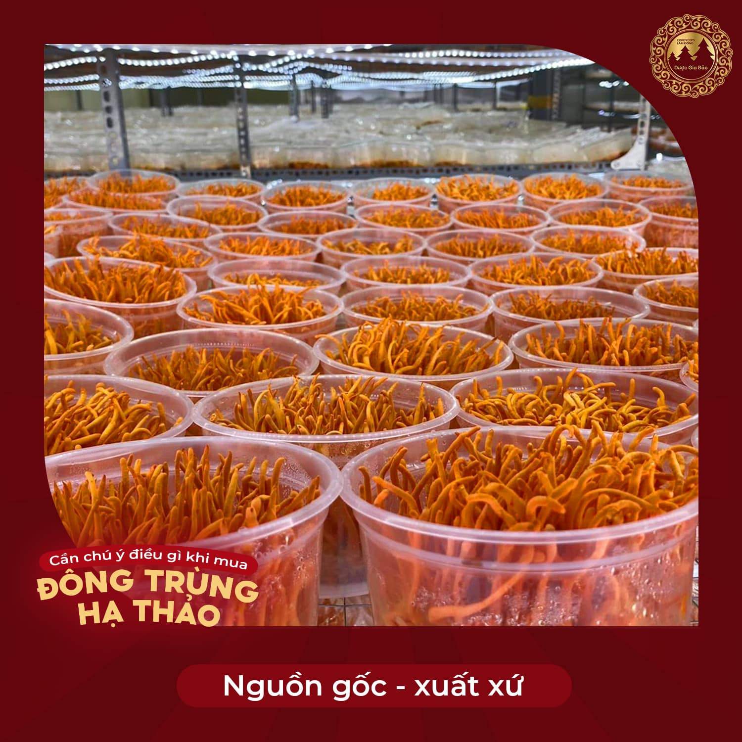 tac dung phu cua nam dong trung ha thao