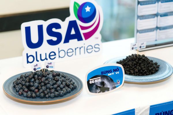 Blueberries Go Big 2026: Klever Fruit Khởi Động Mùa Vụ "Kim Cương Xanh" Mỹ Tại Việt Nam Blueberries Go Big 2026: Klever Fruit Khởi Động Mùa Vụ "Kim Cương Xanh" Mỹ Tại Việt Nam