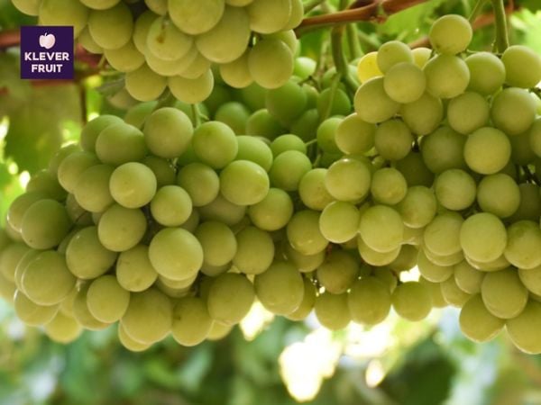 Vì sao Nho Xanh Autumn Crisp được coi là "vua" của các loại nho Úc? Vườn Nho Xanh Autumn Crisp Úc