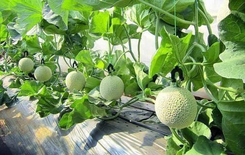 Vườn Dưa Musk Melon được chăm sóc kỹ lưỡng do chính tay các kỹ sư người Nhật