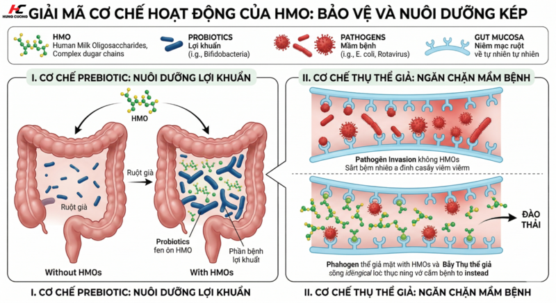 hmo-trong-sua-la-gi-2