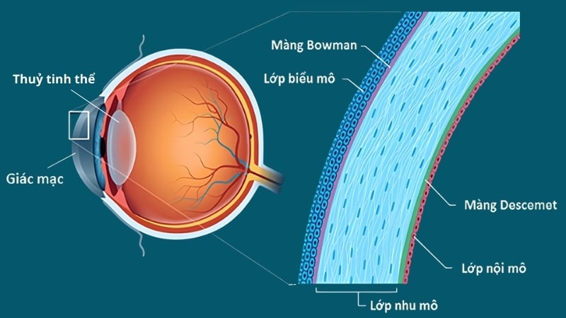 Cấu trúc các lớp của giác mạc