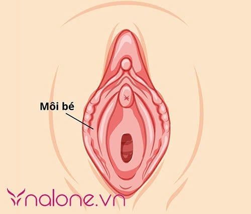 cấu tạo của môi bé là gì