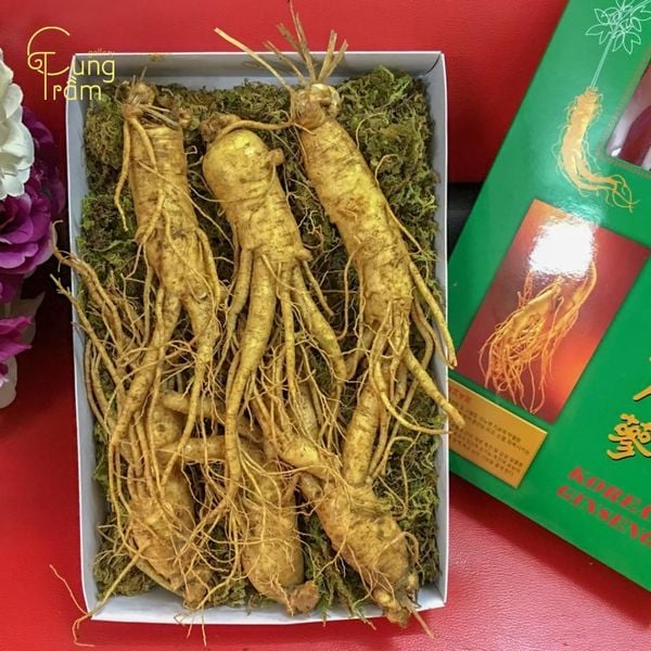 Nấm Linh Chi hoặc Nhân Sâm từ Hàn Quốc