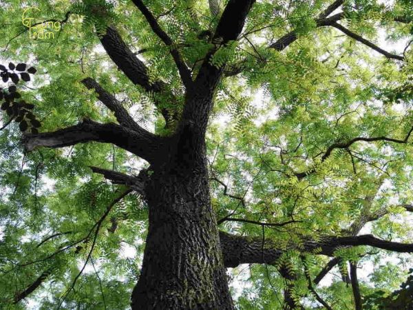 Gỗ đàn hương xanh là gỗ gì