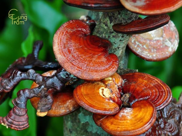 Nấm Linh chi