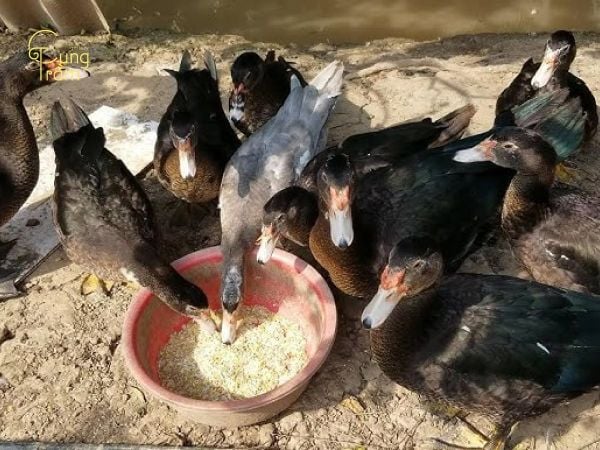 Góc nhìn khoa học: Tại sao vịt xiêm lại vào nhà