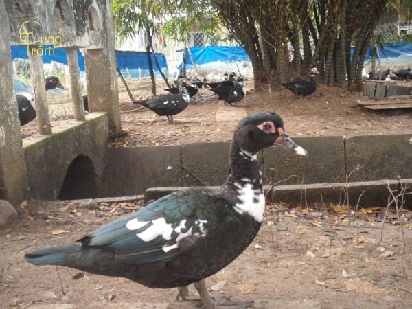 Vịt xiêm vào nhà tìm thức ăn