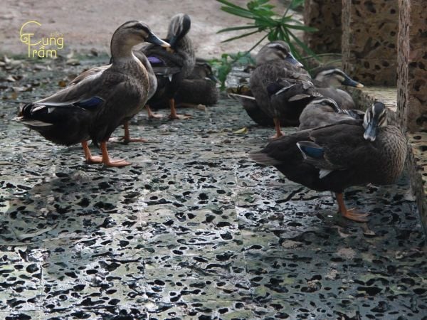 Hình ảnh vịt xiêm trong tâm linh và phong thủy