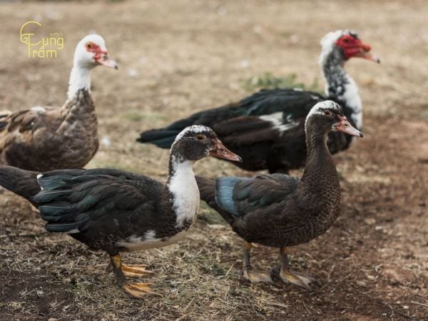 Vịt xiêm vào nhà sáng sớm