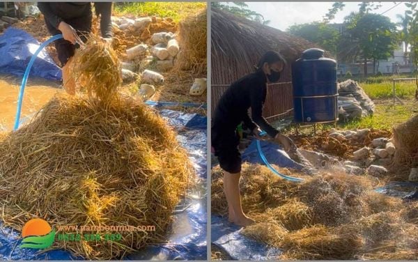 Ky thuat trong nam Rom 2026: Cach chon va u rom trong nam Rom.