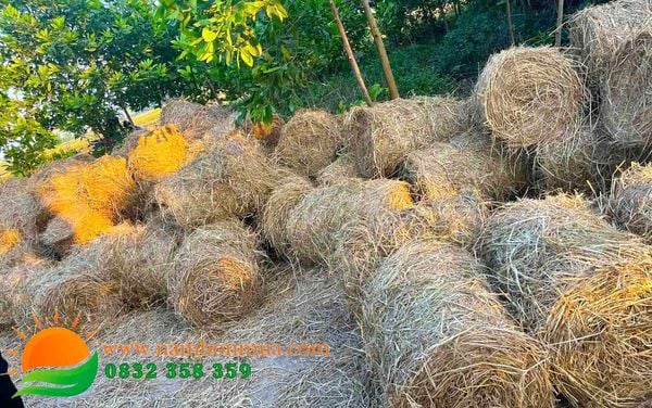 Ky thuat trong nam Rom nang suat, chat luong cao.