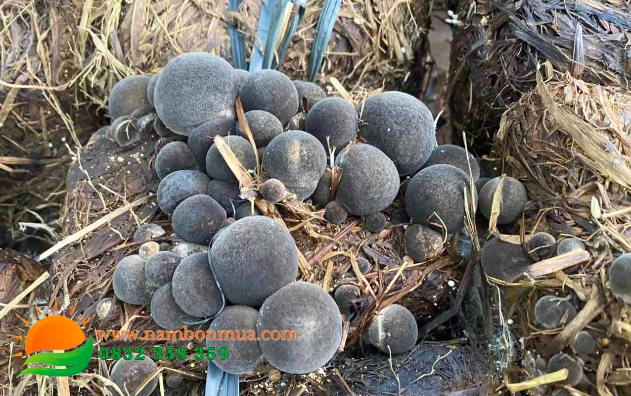 Ky thuat trong nam Rom mau den va mau trang.