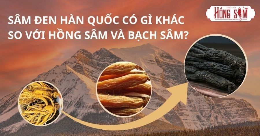 Sâm Đen Hàn Quốc Có Gì Khác So Với Hồng Sâm Và Bạch Sâm?