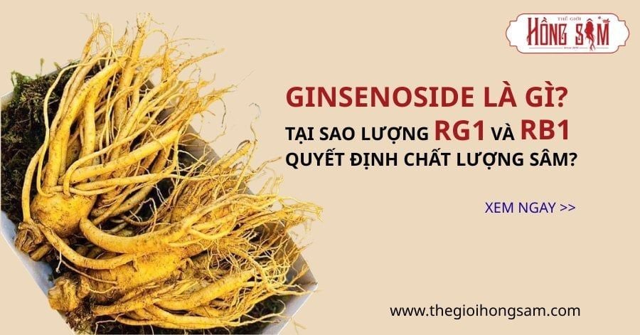 Ginsenoside là gì và tại sao lượng Rg1, Rb1 quyết định chất lượng sâm?