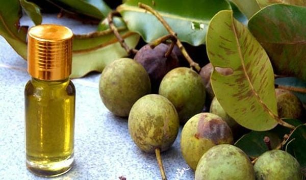 Nguồn gốc và thành phần chính của dầu mù u