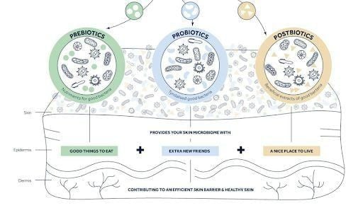 Sức khỏe của da được quyết định phần lớn bởi sự cân bằng giữa các vi sinh vật