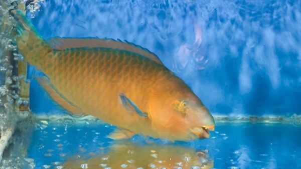 hải sản tươi sống