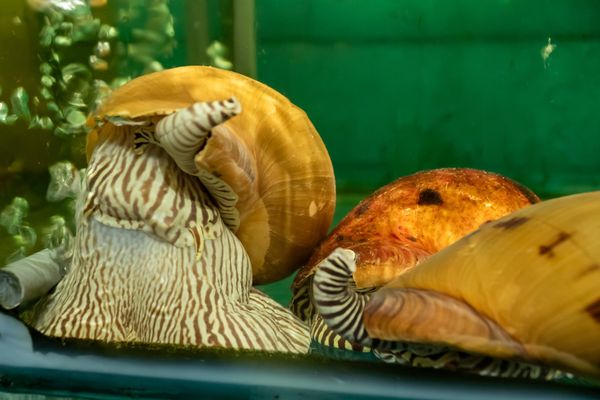 Mỗi món ăn của nhà hàng đều được lựa chọn nguyên liệu kĩ lưỡng