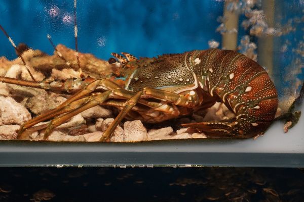 Fresh seafood available at Dai Viet restaurant