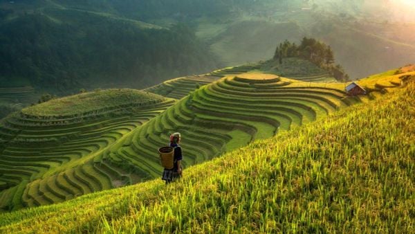 Mu Cang Chai