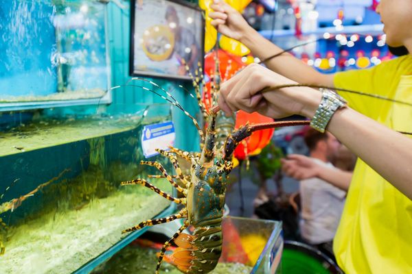 Seafood is displayed in a glass tank within the premises of Dai Viet restaurant