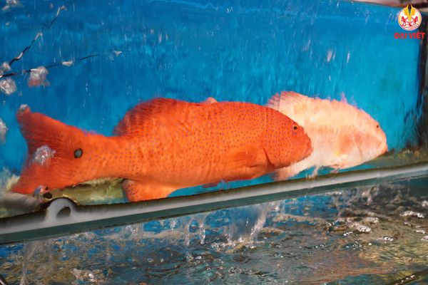 Hải sản được trưng bày tại hồ kính trong khuôn viên nhà hàng Đại Việt