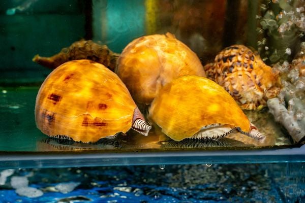 Nhà hàng Đại Việt - đa dạng hải sản tươi sống trong khuôn viên nhà hàng