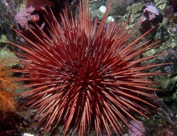 sea urchin