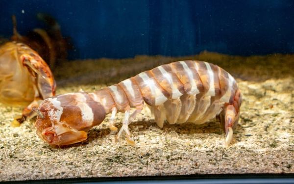 Menu tôm tít cọp hấp dẫn từ nhà hàng Lúa Đại Việt