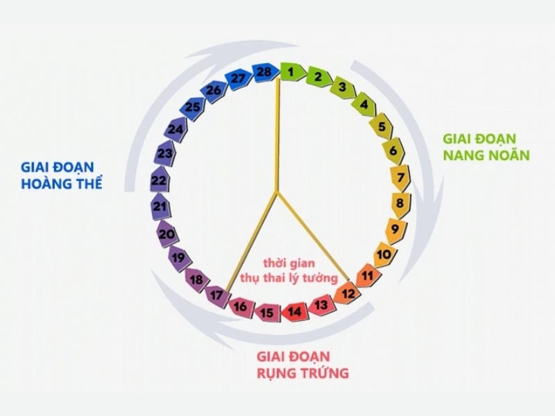 Giai đoạn hoàng thể kéo dài/ngắn: Ý nghĩa và ảnh hưởng đến khả năng thụ thai