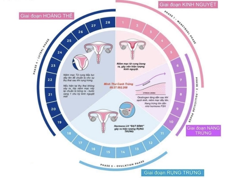 Giai đoạn hoàng thể kéo dài/ngắn: Ý nghĩa và ảnh hưởng đến khả năng thụ thai