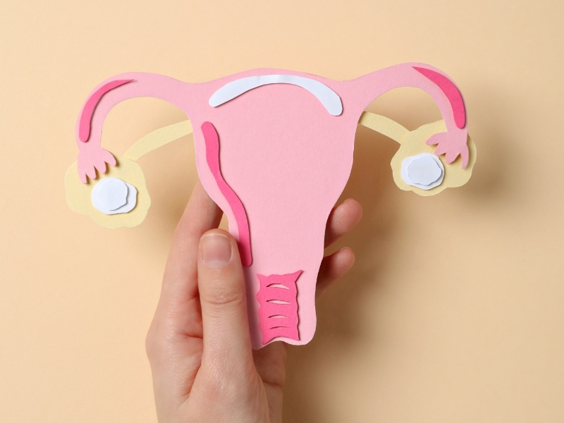 Giai đoạn hoàng thể kéo dài/ngắn: Ý nghĩa và ảnh hưởng đến khả năng thụ thai