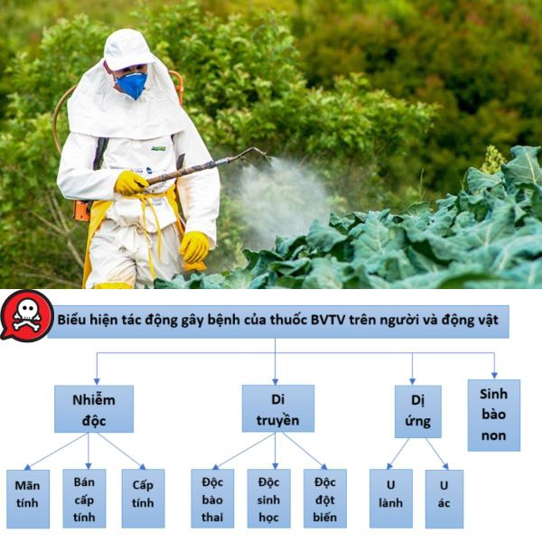tác hại của thuốc trừ sâu, thuốc BVTV