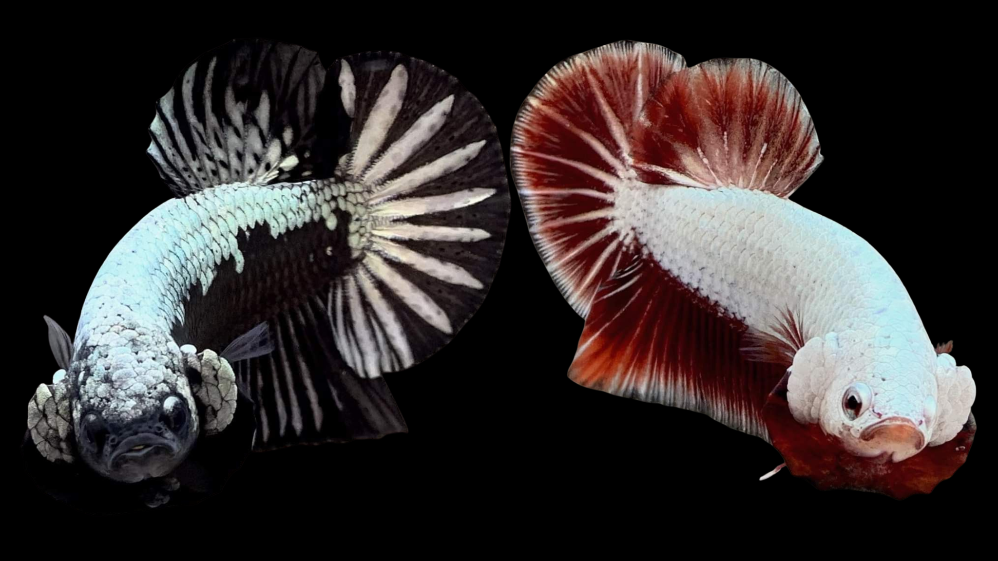 cá samurai betta-Betta's House