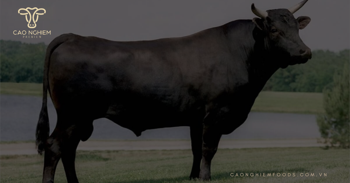 Nguồn gốc và phân loại bò Wagyu