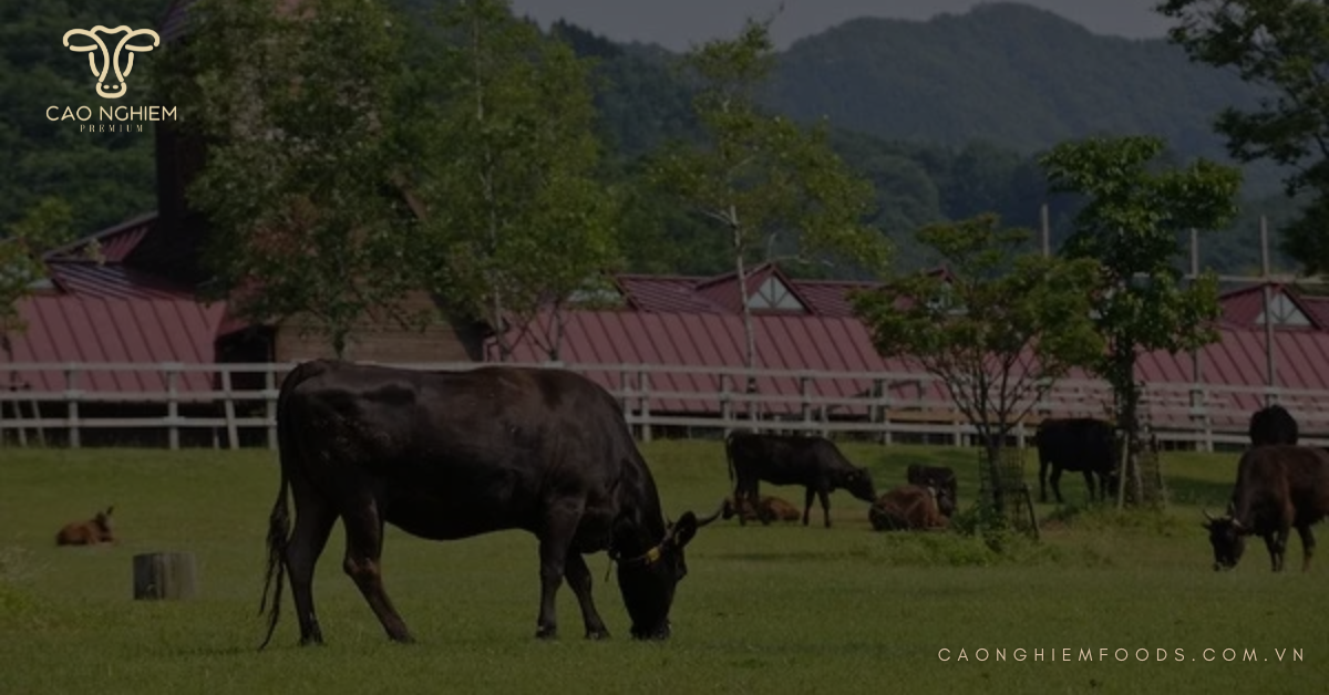 Quy trình chăn nuôi đặc biệt bò Wagyu