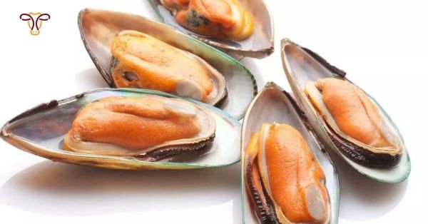 Nguồn gốc và đặc điểm của Vẹm xanh New Zealand