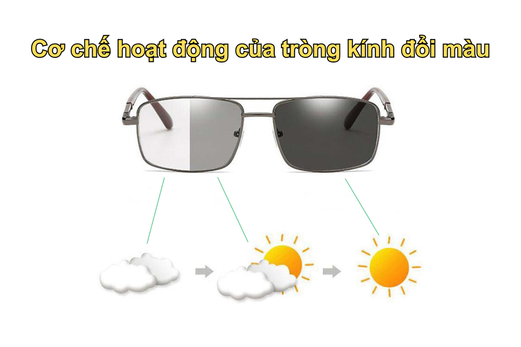 co-che-hoat-dong-cua-trong-kinh-doi-mau