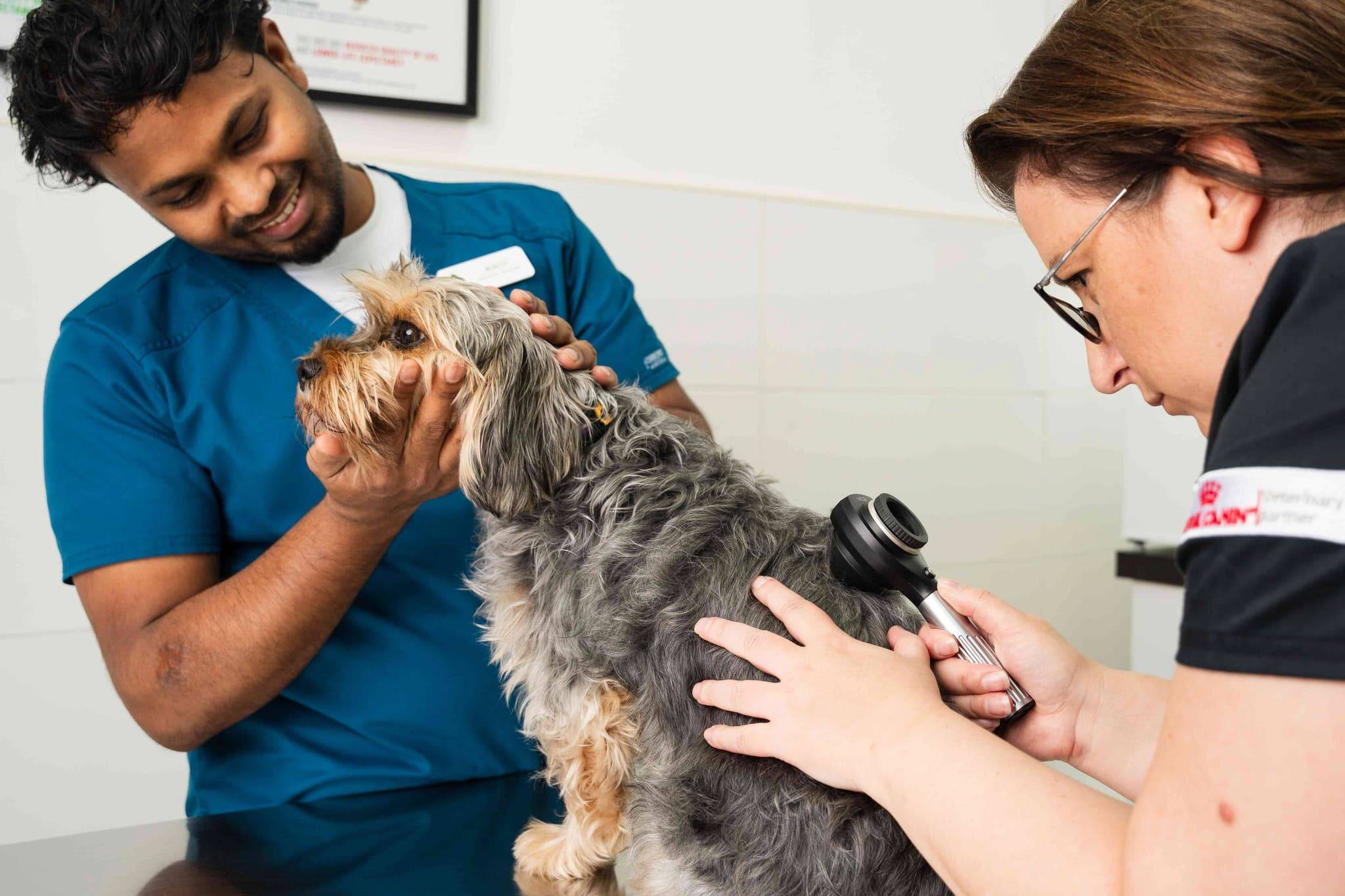 phong_kham_thu_y_24_24_go_vap