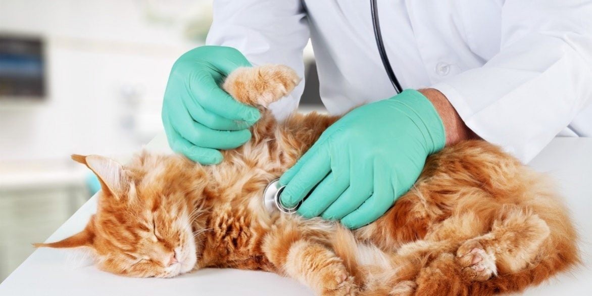 phòng khám thú y tốt ở hcm