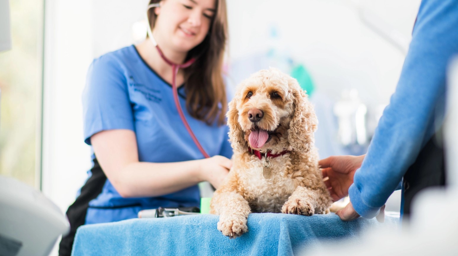 Thú y Gò Vấp Lê Đức Thọ