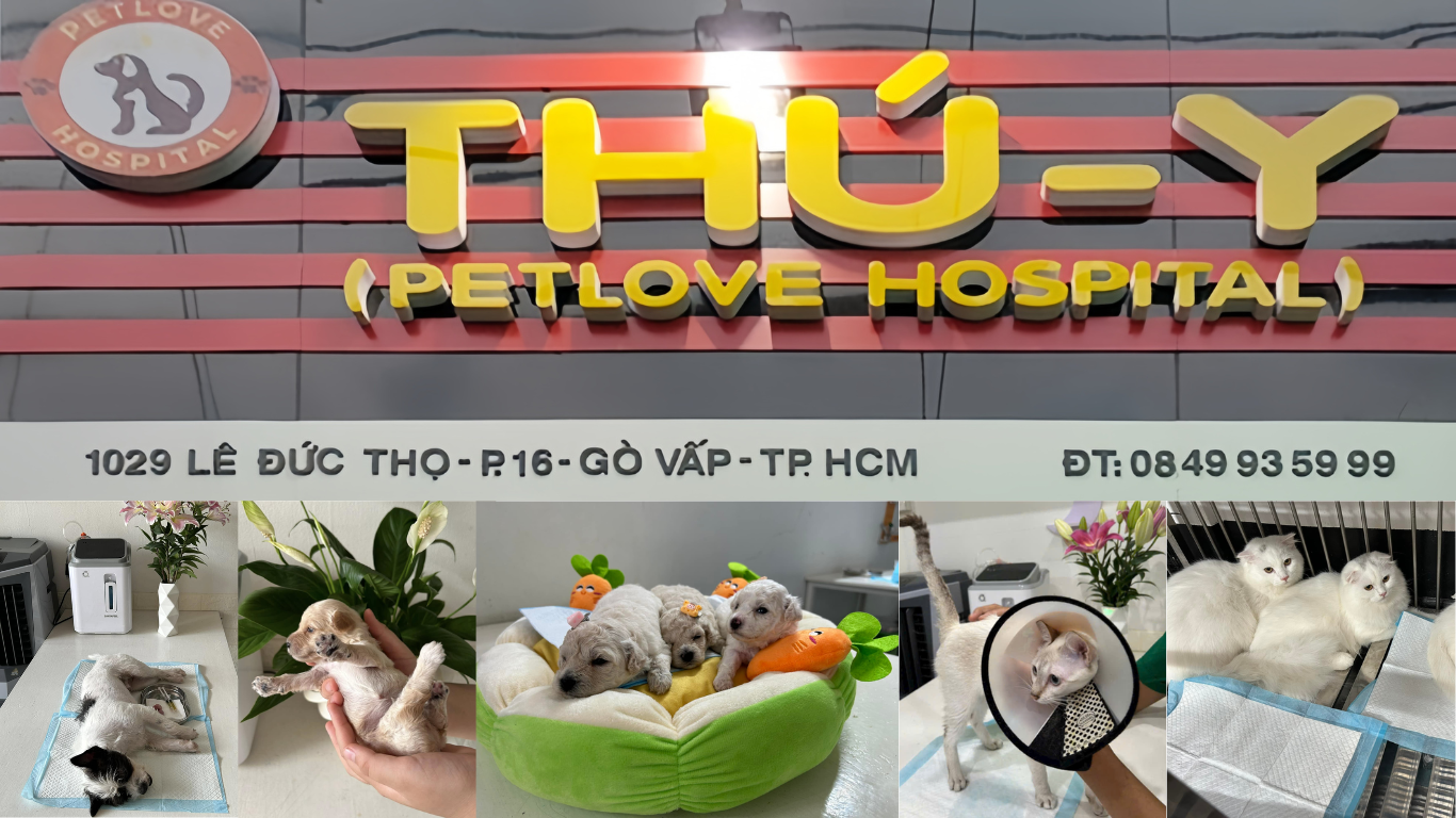 Thú Y Petlove Hospital Gò Vấp