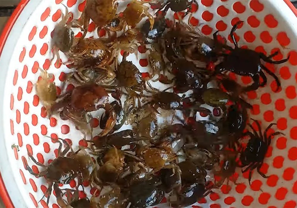 Mẹo chọn cua đồng tươi ngon