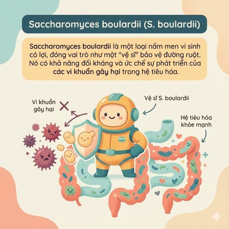 nhathuocvietnhat.vn - S. boulardii giúp cân bằng hệ vi sinh đường ruột, tăng cường hàng rào bảo vệ niêm mạc ruột và hỗ trợ hệ miễn dịch